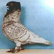 pigeon Jacobin pigeon White Fantail
