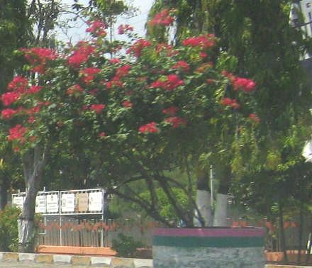 Vegetasi yang khas pada setiap kompleks pemakaman berupa pohon kamboja.