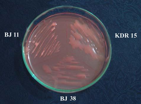 23 Gambar 4 Penampilan pertumbuhan B. japonicum toleran asamal galur BJ11, KDR15, dan BJ38 pada media YMA CR 0.0025% rifampisin 50 µg/ml setelah inkubasi selama 8 hari pada suhu ruang.