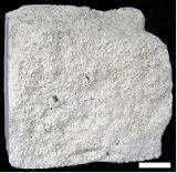 Batu gamping yang biasa disebut kapur dibentuk oleh fosil plankton atau jasad renik lain. Warna kapur putih bersih.