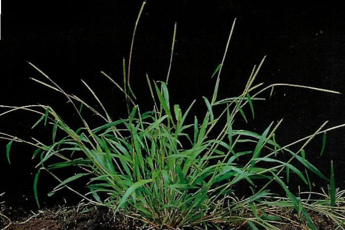 in/content/important-weeds-rice Gambar: beberapa gulma pada tanaman padi b.