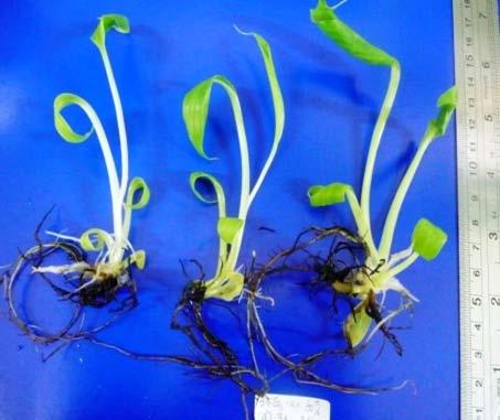 Plantlet yang berasal dari hasil iradiasi 35 Gy rata-rata memiliki panjang akar yang pendek, tebal dan berwarna kecoklatan serta mudah patah, sehingga 14-21 hari setelah aklimatisasi umumnya