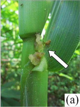 HASIL DAN PEMBAHASAN Tingkat Serangan O. furnacalis pada Tanaman Jagung Larva O. furnacalis merusak daun, bunga jantan dan menggerek batang jagung.