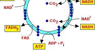 lengkap mengurai Pyruvate menjadi CO 2 dan bermacam-macam Carbon Skeletons 4