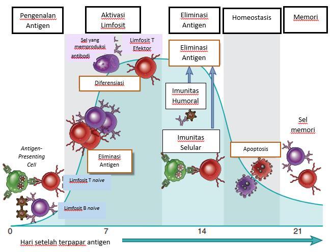 disebut immunoglobulin. Strukur immunoglobulin yang mampu mengenal serta mengikat antigen secara spesifik dinamakan epitop (Baratwidjaja & Rengganis, 2010). Gambar 1.
