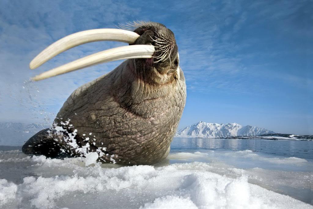 IPA SMP KK C Mencairnya es di benua Antartika karena pemanasan global selain akan meningkatkan permukaan air laut juga akan mempengaruhi hewan-hewan yang hidup disana misalnya Beruang Laut (Walrus).