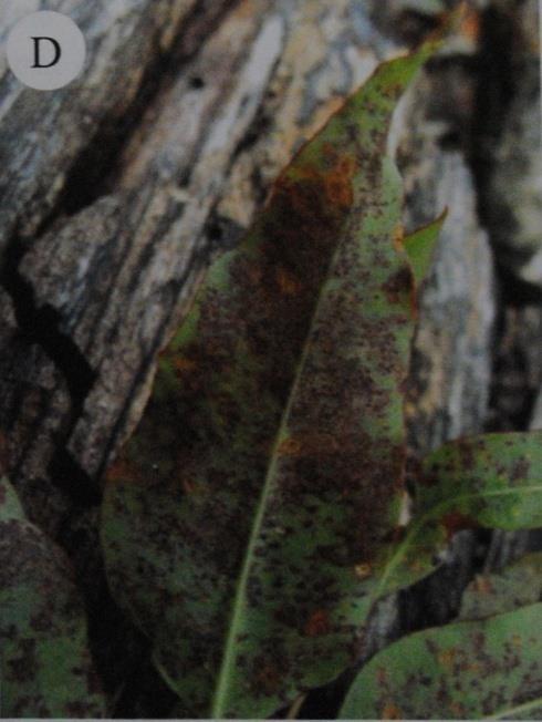Tampilan dan tingkat keparahan luka pada daun Eukaliptus umumnya digunakan untuk mengenali spesies Phaeophleospora yang menyebabkan penyakit. Namun, gejala infeksi yang disebabkan oleh P.