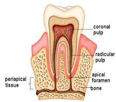 10 Gambar 2.Pulpa Koronal dan Pulpa Radikuler Sel pulpa yang bertanggung jawab dalam pembentukan dentin adalah odontoblas (Chavez & Massa, 2004).