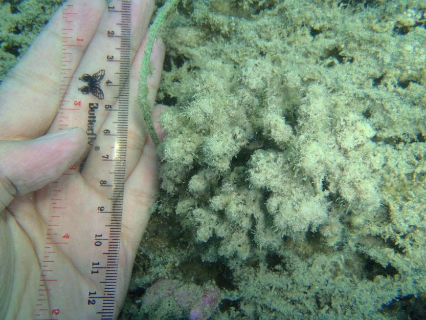 karang untuk tumbuh berkembang. Gambar 3. Pemutihan karang Gambar 4.