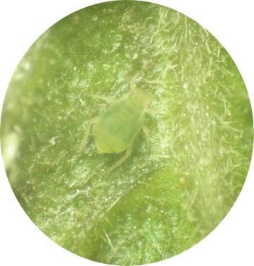 5 Gambar 1 Aphis glycines yang sedang menghisap cairan tanaman. Cendawan Entomopatogen Lecanicillium lecanii Cendawan Lecanicillium lecanii (Zimm.