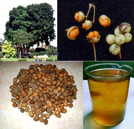II. TINJAUAN PUSTAKA A. KESAMBI (Schleichera oleosa Lour) Pohon kesambi tumbuh alami di lembah Himalaya, Srilanka dan Indonesia. Biji kesambi didapat dari pohon kesambi (Schleichera oleasa).