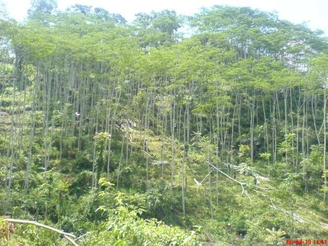 Gambar 2 Kondisi hutan rakyat di Desa Mekarjaya.
