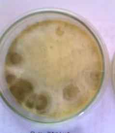parasitisme (Gambar 3). Hal ini terlihat jamur Aspergillus sp.