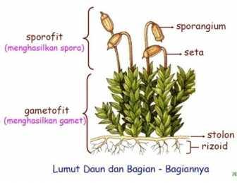22 Gambar 2.5 Struktur Sporofit dan Gametofit Tubuh Lumut (Sumber: https://harsiwi89.wordpress.com/2012/05/17/tumbuhan-lumut-bryophyta) b.