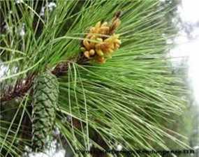 40 a) Tumbuhan konifer, berupa semak, perdu, atau pohon, daun berbentuk kecil, tebal seperti jarum atau sisik. Kelompok ini memiliki ciri selalu hijau sepanjang tahun.