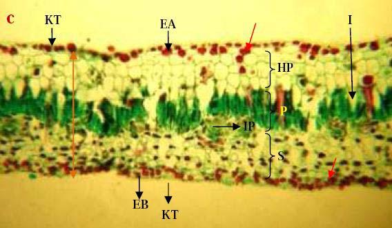 Keragaman Struktur Anatomi Daun Jaringan apakah yang terletak paling luar dari Gambar 20 & 21? Ya, epidermis terletak paling luar. Bagaimana bentuk dan susunan jaringan epidermis?