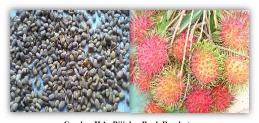 16 Gambar II.1. Biji dan Buah Rambutan Klasifikasi ilmiah rambutan adalah sebagai berikut : 18 Kingdom Division Class rdo Famili Genus : Plantae : Magnoliophyta : Magnoliopsida : Sapindales :