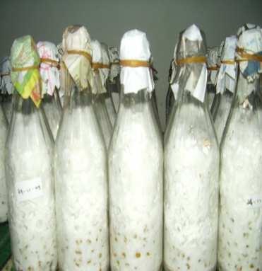 Fermentasi Baglog yang telah steril diinokulasi dengan bibit jamur Pleurotus ostreatus sebanyak 4% dari berat baglog.