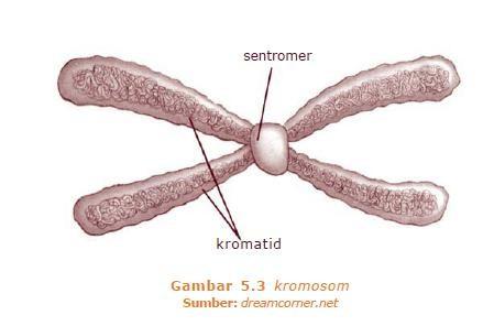 kromosom maupun gen sama pentingnya dalam penurunan sifat. Berdasarkan fungsinya, kromosom dibedakan menjadi dua tipe, yaitu: 1.