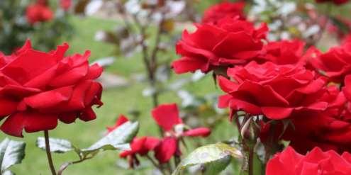H. Mawar Mawar adalah suatu jenis tanaman semak dari genus Rosa. Spesies dari bunga mawar sangat banyak hingga terdiri daru 100 spesies lebih.