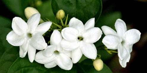K. Melati Melati adalah tanaman bunga hias perdu yang masuk keluarga Oleaceae. Di Indonesia, bunga melati yang banyak ditemui adalah melati putih (Jasminum sambac).