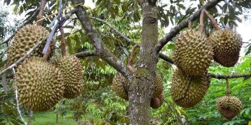 D. Durian Durian (Durio zibethinus) adalah tanaman asli Asia Tengagra. Buah durian berkulit buah keras dan berduri dengan daging buah lembut dengan bau yang kuat.