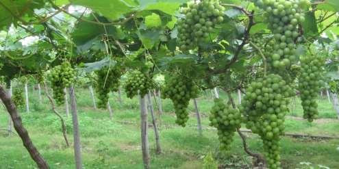 V. Anggur Anggur masuk dalam keluarga Vitaceae. Buah anggur berbentuk bulat-bulatan dan bergerombol. Anggur dapat langsung dikonsumsi secara langsung.