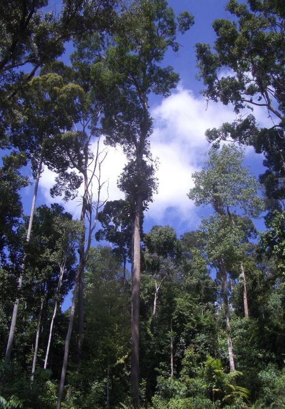 1. Hutan Tropika Terdapat di daerah kanan-kiri garis katuliswa.