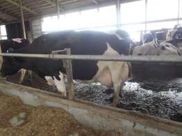 APLIKASI PENYUNTIKAN PROTAGLANDIN PADA SAPI PERAH INDUK Kegagalan deteksi berahi pada sapi perah merupakan penyebab utama munculnya kesuburan yang tidak optimal.