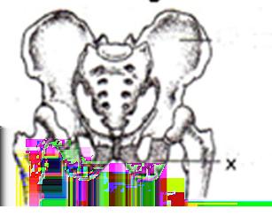 MANUSIA/BIO8-3.03.mp4/manifest.mpd 4. Perhatikan Gambar berikut! Tanda X pada gambar menunjukan tulang.