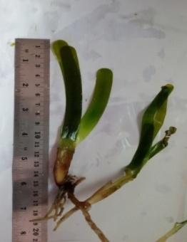 Thalassia Hemprichi Daun bercabang dua tidak terpisah, akar tidak tertutupi dengan jaringan hitam dengan serat-serat kasar, rimpangnya berbuku-buku, panjang daun maksimal 8,5 cm serta ujung daun
