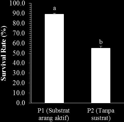 Gambar 3. Tingkat kelangsungan hidup (Survival Rate) udang ketak (Harpiosquilla raphidea) yang dipelihara dalam wadah menggunakan substrat arang aktif dan wadah tanpa substrat.