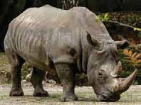 2. 3. Badak Jawa (Rhinoceros sondaicus) Gajah Sumatera (Elephas maximus sumatranus Disebut juga sebagai Badak Bercula Satu, Binatang endemik jawa