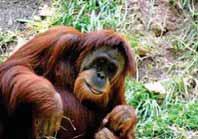 Tinggi tubuh orangutan sumatera sekitar 1,25-1,5 meter dengan berat tubuh berkisar 30