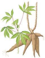 6 BAB II TINJAUAN PUSTAKA 2.1 Singkong Gambar 2.1 Tumbuhan singkong (Prastika, 2012) Singkong Manihot esculenta Crantz merupakan tanaman tipikal daerah tropis.