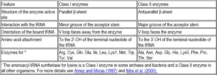 Sintetase trna Aminoasil Mengikatkan Asam Amino pada trna Dengan beberapa pengecualian, organisme memiliki 20 aminoasil-trna sintetase, satu dari masing-masing asam amino yang dibagi ke dalam 2