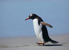 Pinguin Landak Gambar contoh fauna Paleartik (Sumber: