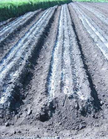 1. Modifikasi lingkungan Pengapuran : kemasaman tanah untuk tanaman bawang merah dan cabai merah pada ph 5,6-6,5.