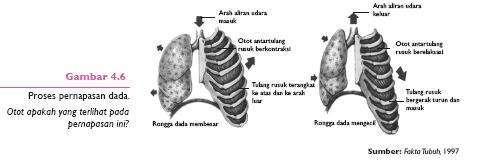diagfragma. Diagfragma adalah sekat antara rongga dada dan rongga perut.