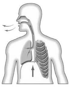 8. Rajah 6 menunjukkan satu proses yang terlibat dalam pernafasan. Rajah 6 Antara pernyataan berikut, yang manakah benar tentang proses di atas? A. Peparu mengembang dan menyebabkan dada turun semula B.