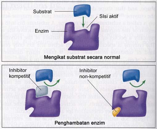 A B Gambar 3.4. A Kerja enzim seperti gembok-anak kunci B. Inhibitor kompetitif dan non kompetitif (Campbell, 2006) c.