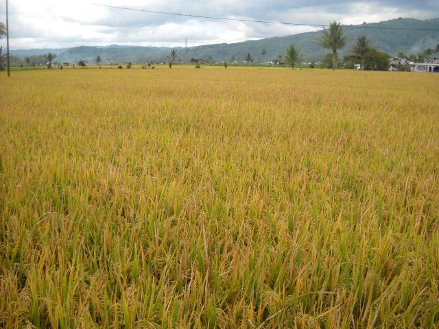 2011, lokasi survey di 6 Kabupaten dengan jumlah responden sebanyak 152 petani. Analisis data dilakukan secara deskriptif dan analisis kuantitatif.
