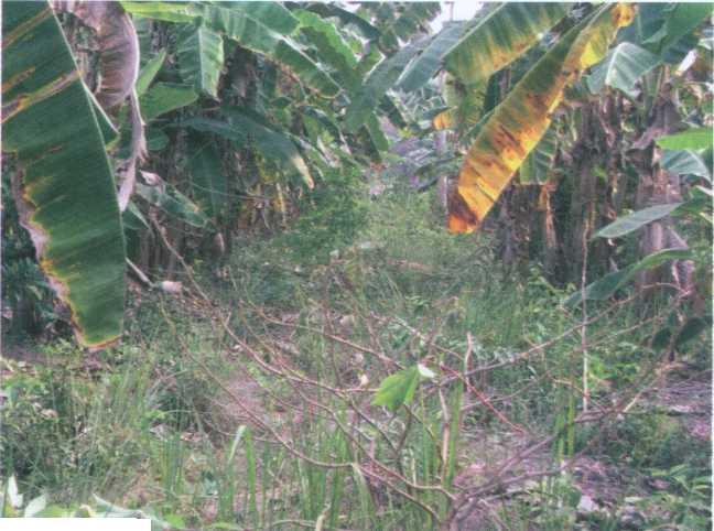 Selain rumput dan leguminosa, ada bagian lain dari tumbuhtumbuhan yang biasa diberikan kepada ternak, misalnya daun nangka, daun dan "batang" pisang (Gambar 2.2), pucuk tebu dan l ain-lain.
