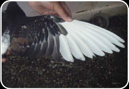 dengan tipe bulu sayap renggang lebih tinggi dibandingkan merpati jantan dengan tipe bulu sayap rapat.