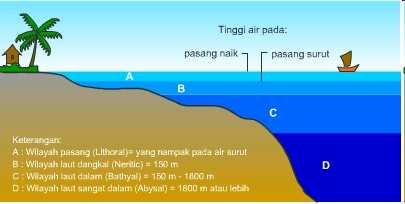 c. Zona Bathyal (wilayah laut dalam), adalah wilayah laut yang memiliki kedalaman antara 150 hingga 1800 meter.