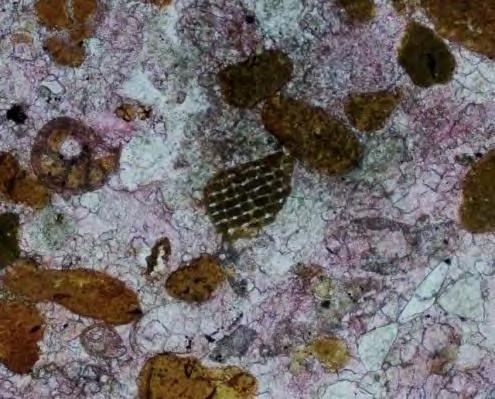Mineral glaukonit hadir sebagai mineral authigenik, berukuran 0,1-0,3 mm, kelimpahan 5-10%, berbentuk menyudut tanggung-membundar tanggung, berupa butiran dengan kenampakkan mirip dengan glaukonit