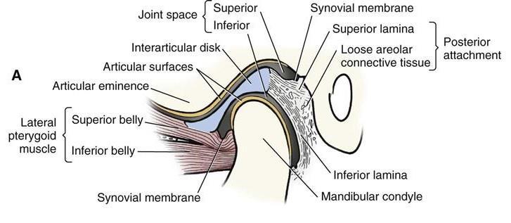 7 Gambar 1. Struktur tampak samping sendi temporomandibula 1. Fosa Glenoidalis Dalam perlekatannya dengan tulang temporal, kondilus mandibula membentuk persendian dengan fosa glenoidalis.