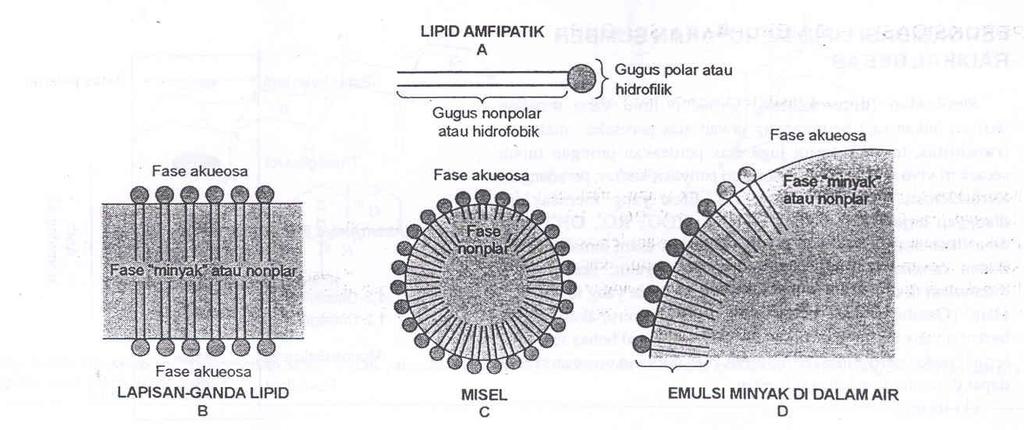 larut dalam lemak (lipofilik).
