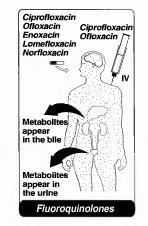 FARMAKOKINETIK Absorbsi Bioavailabilitas oral paling baik ofloxacin dan lomefloxacin Absorbsi berkurang jika digunakan bersama dengan antasida, sucralfat, zat besi