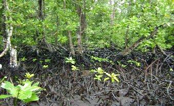 Berdasarkan hasil pengamatan di sepanjang hamparan hutan mangrove Teluk Kotania (Kawasan Hutan Mangrove : Pelita Jaya, Kotania, dan Wael, termasuk Masika Jaya), dan kawasan Teluk Piru (Eti), tingkat